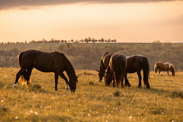 Die Wurzeln unserer Pferde